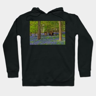 Bluebells Bluebell Woods Greys Court Oxfordshire UK Hoodie